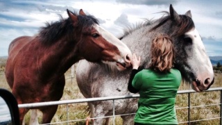 Clydesdales at Seresin Vineyard (Blenheim, New Zealand)