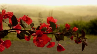 Bougainvillea (Peka Peka, New Zealand)