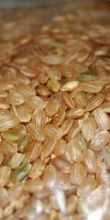 Basic Brown Rice